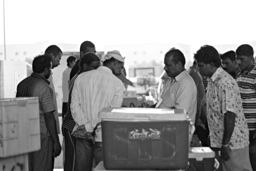 Fish AuctionJubail, KSA