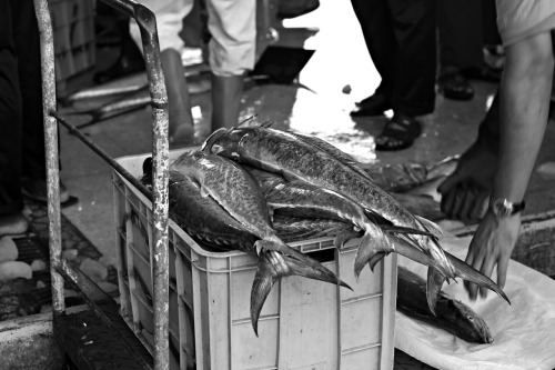 Fish AuctionJubail, KSA