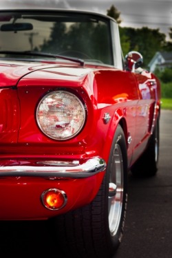 Ford Mustangs