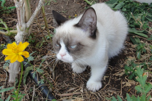 tardthegrumpycat:  The Daily Grump | October 22, 2012 