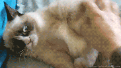 cardhousearchitecture:  this fucking cat oh my god 