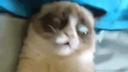 cardhousearchitecture:  this fucking cat oh my god 