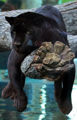 damzlfly:  monorailing black panther 