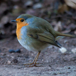 machistado:  I googled “fat birdies”