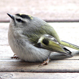 Porn Pics machistado:  I googled “fat birdies”