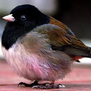 machistado:I googled “fat birdies” and found magic. 