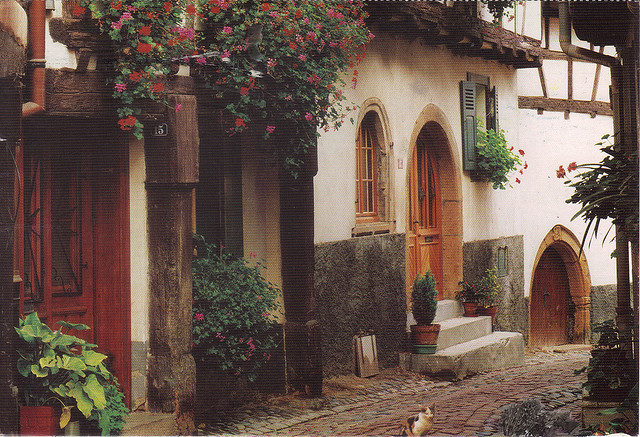 raiths:  Alley Cats, France by whinendine on Flickr. 