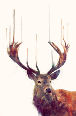 lacarpa:  Red Deer Stag by Amy Hamilton 