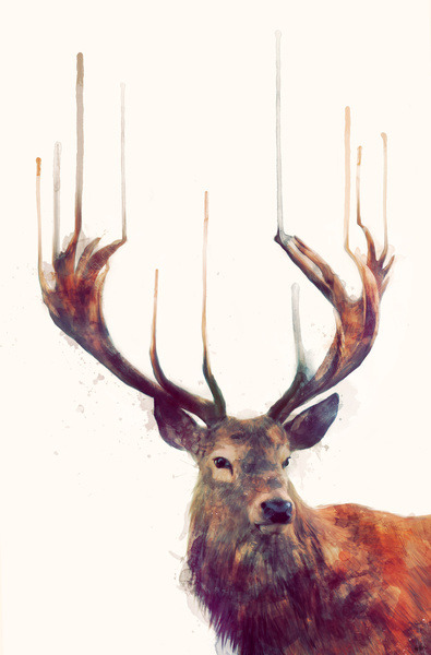 lacarpa:  Red Deer Stag by Amy Hamilton  porn pictures