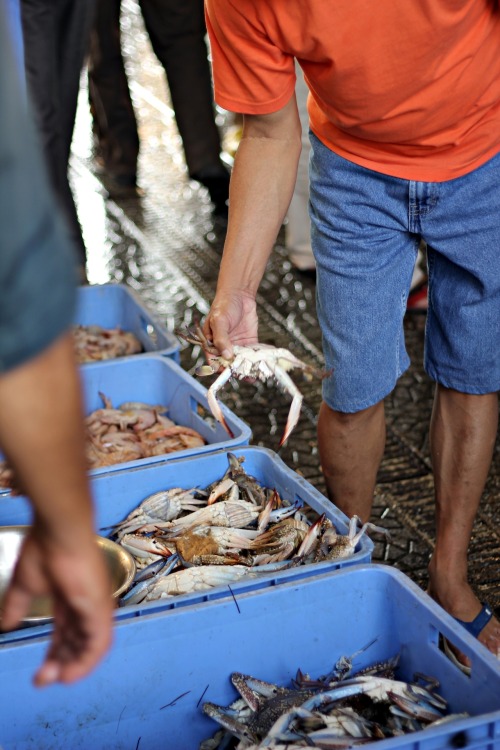 Aside from the Jubail Auction which gets frenzied with buyers as long as there are fish, a good way 