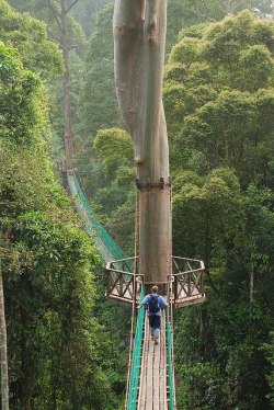 treinmeisje:  dramaqueen666:  Rainforest Canopy Walkway, Borneo  How cool is this 
