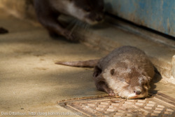 dailyotter:  Otter Pup Takes a Nap in a Sunbeam Via Das Otterhaus