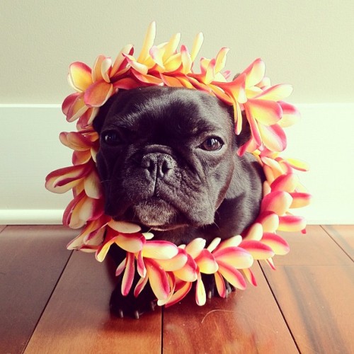 loveandasandwich:this pup is so fashionable.
