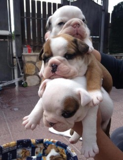 thepackhunts:  thefrogman:  [imgur]  Omg I want the whole stack, my wife loves big dogs. But I’ve always wanted an English bulldog, at some point I might just make her mad and buy one.  Bulldogs are medium sized to me, so they&rsquo;re awesome.