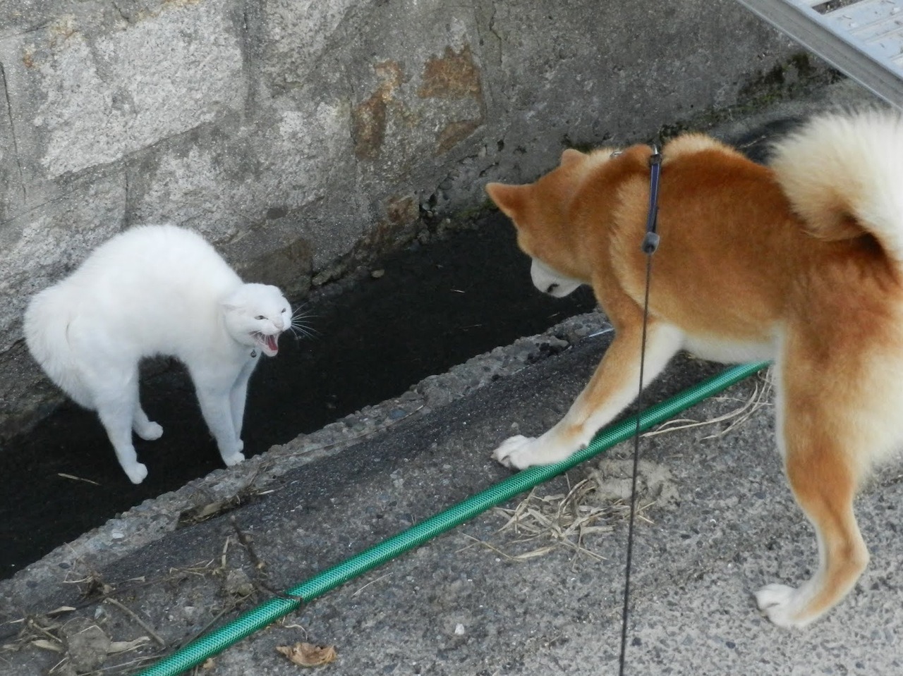 pho:  Old Man and The Seto Inland Sea 「老人と瀬戸内海」: チョコ（柴犬）　猫は本気で怒っているよ！