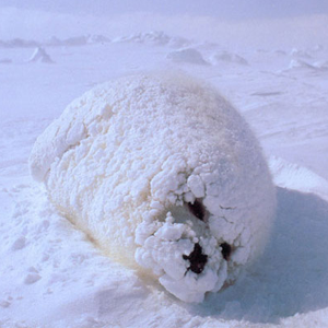 machistado:This time I googled “fat baby seal” and found the path towards permanent world peace. 