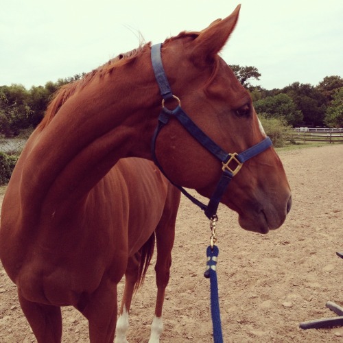 Horse for Sale in Houston, Texas. 4 year old thoroughbred. He needs a good home!