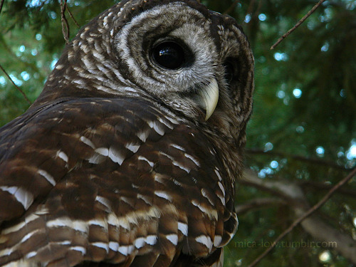 mica-low:Wa-hoo-hoo the barred owl is very photogenic, patient, and soft to pet. Petting an owl is d