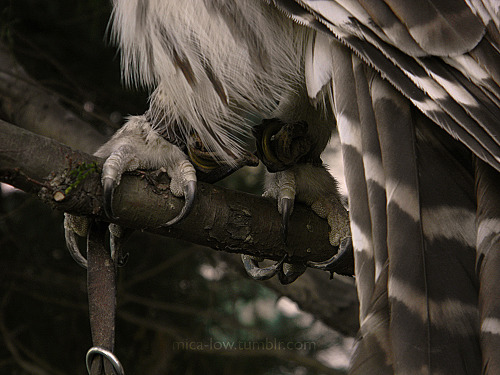 mica-low:Wa-hoo-hoo the barred owl is very photogenic, patient, and soft to pet. Petting an owl is d