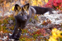 magicalnaturetour:  Photographer Steffen Sailor ~ The legend has it that the Silver Fox brings good luck to those who see him.  Maybe we’ll all have good luck now. :)