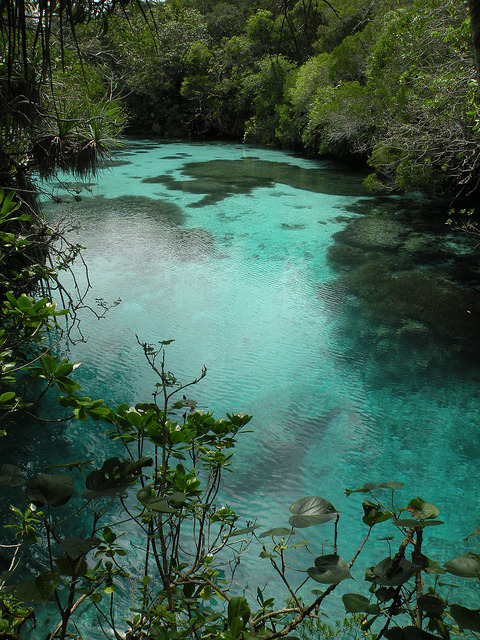 visitheworld:  Natural spring on Maré Island, New Caledonia (by twiga_swala).  want more posts like 