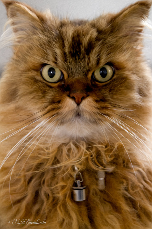 Cat (Persian-Angora Hybrid) (by Nabil Stendardo)