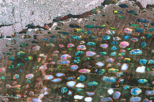 stillbeatsurname:  Opalized wood from Virgin Valley, Nevada. The layered opalized wood structure (brown) contains “easter eggs” (3-5 mm) of fire opal that are open-space fillings of pipe-like vessels (seen in cross section) known as xylem that serve