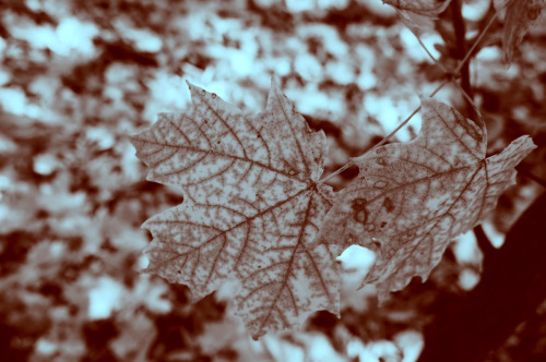 s-m-dm.tumblr.com/post/34131142870/