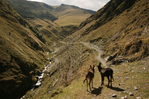 Donkeys Ass