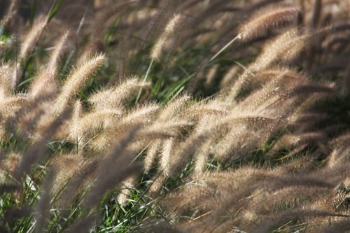 &ldquo;Grasses, Pittsburgh, 2012&rdquo;