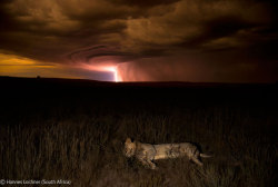 llbwwb:  The Lion sleeps tonite:) (via Competition Winners Wildlife Photography 2012: NEWS IN PICTURES) 