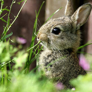 discoverynews:  I mean, come on. Baby bunnies!