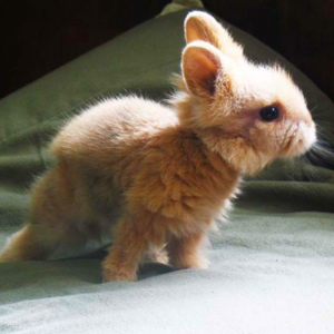 discoverynews:  I mean, come on. Baby bunnies!