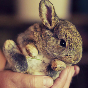 discoverynews:  I mean, come on. Baby bunnies!