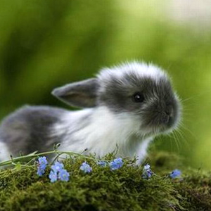 machistado:Continuing my baby animal spam to spread world peace - this time with extra bunnies.