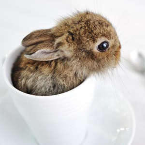 discoverynews:  I mean, come on. Baby bunnies!