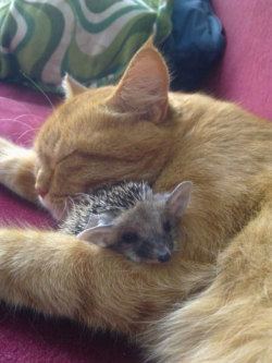phototoartguy:  Cat nurses her kitten…and 4 orphaned hedgehogs, too  