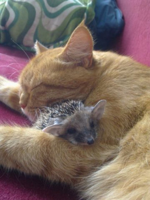 moniquill:phototoartguy:Cat nurses her kitten…and 4 orphaned hedgehogs, too “Yes, these are my hairb