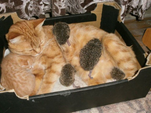 phototoartguy:  Cat nurses her kitten…and 4 orphaned hedgehogs, too  