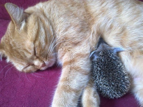 phototoartguy:  Cat nurses her kitten…and 4 orphaned hedgehogs, too  