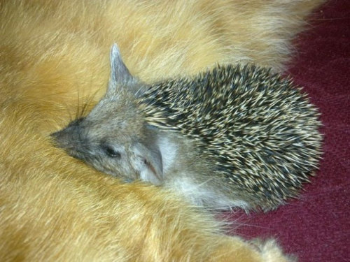 itsm33k5:  phototoartguy:  Cat nurses her kitten…and 4 orphaned hedgehogs, too   this is the most adorable thing i’ve ever seen 