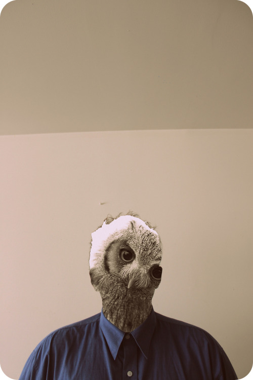 sergentpepper:owls up in my business.