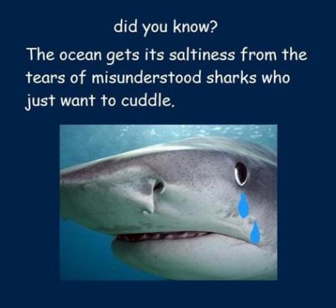 donna-belle:  C’mon…cuddle the sharks porn pictures