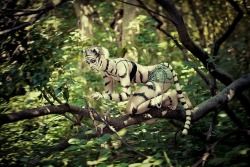 kittensightings:  White tigress by ~MiriamBast