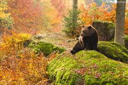 morgondagg:  “Bavarian forest colors” by Peter Krejzl 