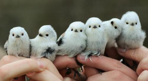 liasangria:eldritchlunch:oh no little floofinsfloofins