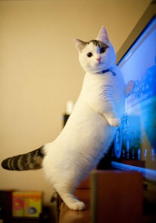 jeannieus:   LOOK AT HIS STUBBY LITTLE LEGS OH MY GOD IM HYPERVENTILATING 