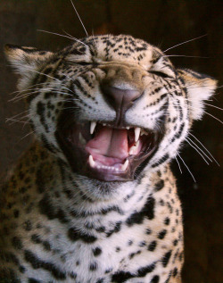 sdzoo:  Tickled Tikal by Penny Hyde on Flickr.