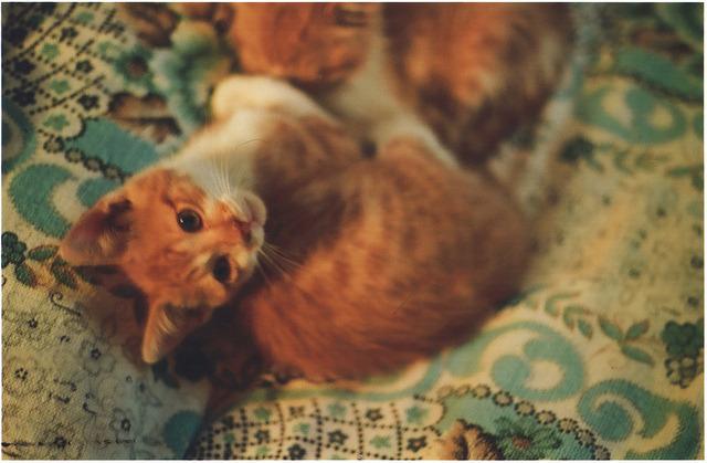 pleuvra:  untitled by gatopalomas on Flickr. 