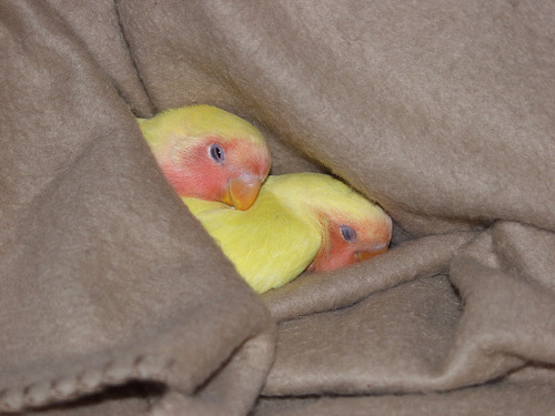 unclebromo:  “bite the pillow, i’m going in dry” 